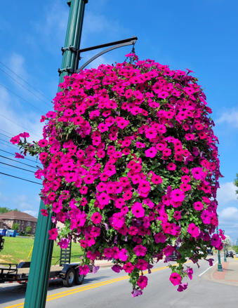 The city is demoing two hanging planters in downtown Los Altos. While they currently look like the left day-one photo, the city expects them to look like the two photos on the right within 45 days.