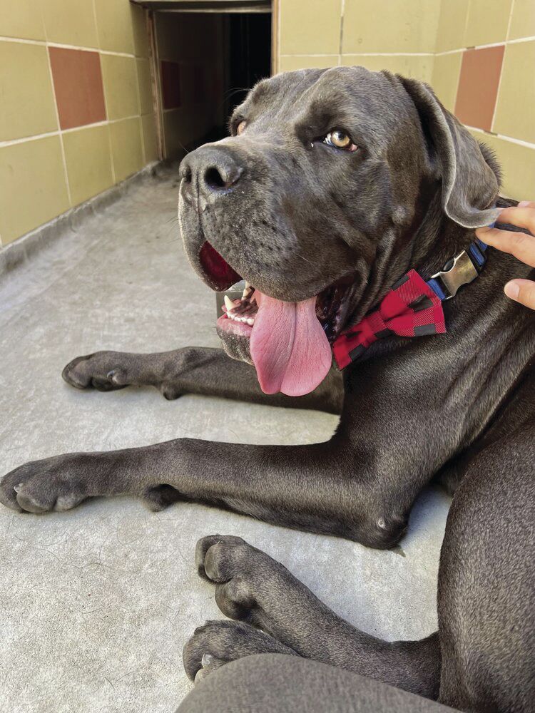 Pet of the Week