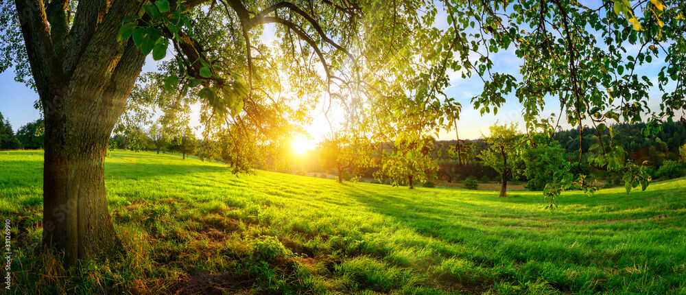 Save the trees: New protection law designed to maintain canopy