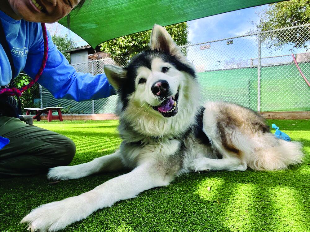 Pet of the week