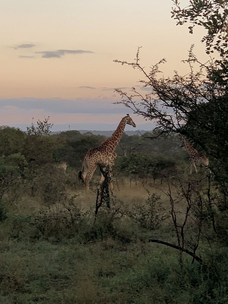 Melanie Doorley visited resorts and parks in Zambia, Botswana and South Africa to see wildlife and landscapes.