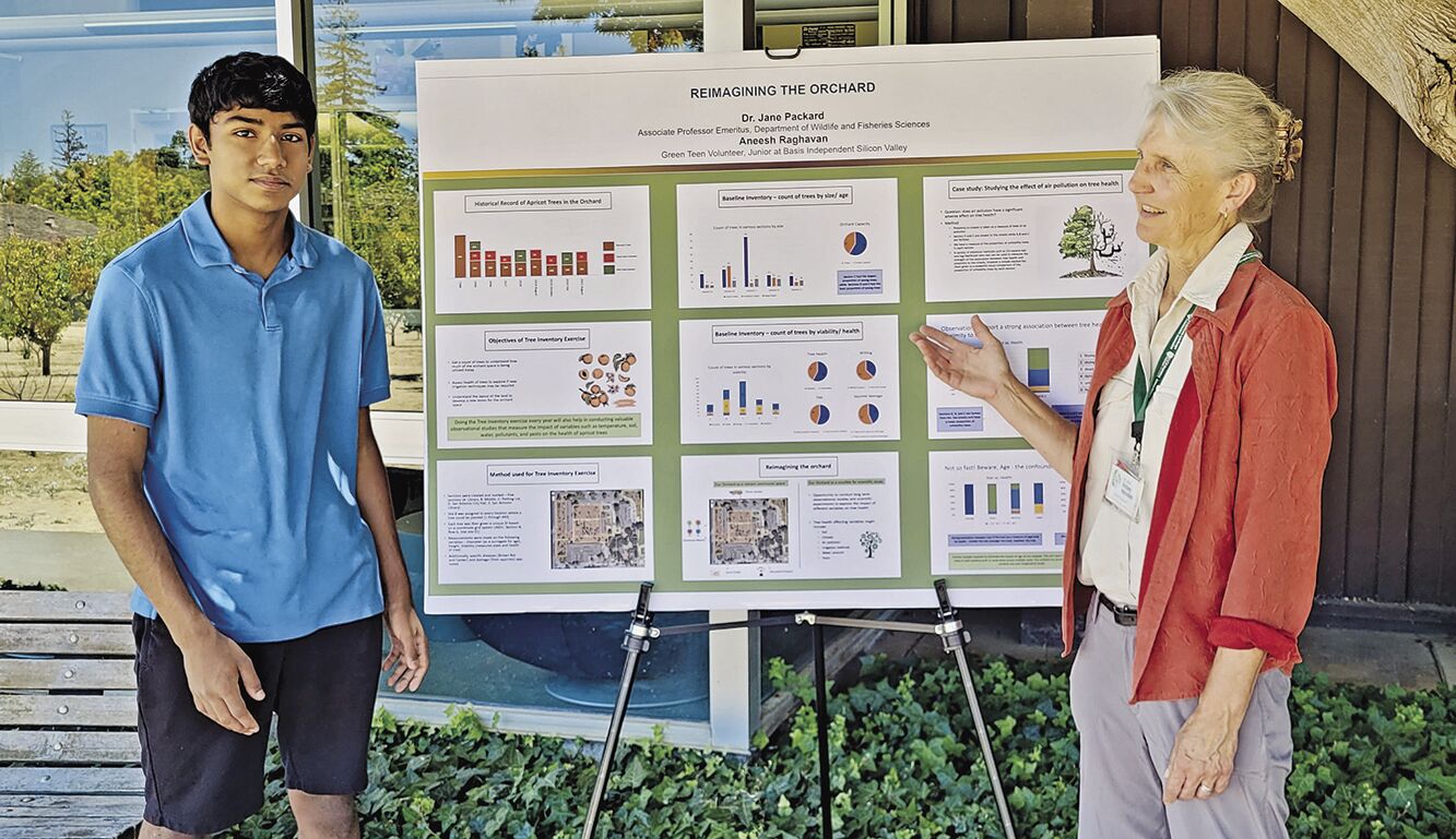 Aneesh Raghavan, left, a member of the Los Altos History Museum Teen Docent program, works with Jane Packard, right, chairperson of the museum’s Orchard Commons Committee, on a research project that will ultimately lead to restoration of the Los Altos Heritage Orchard.