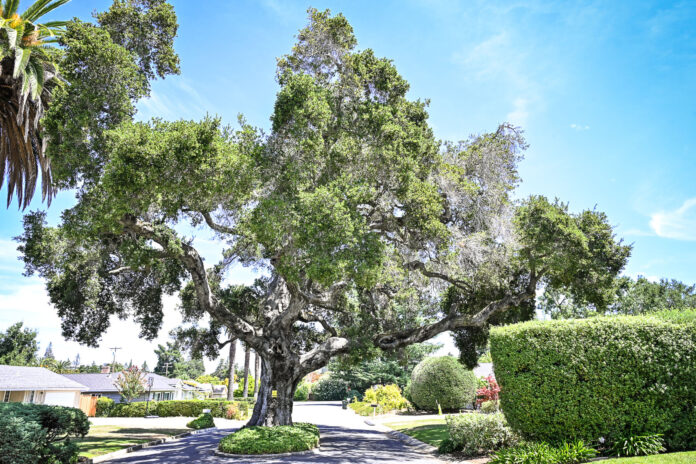 The oak tree in the middle of Rinconada Court was once flanked by palms when the street was a farmhouse driveway, before the homes on the street were built.