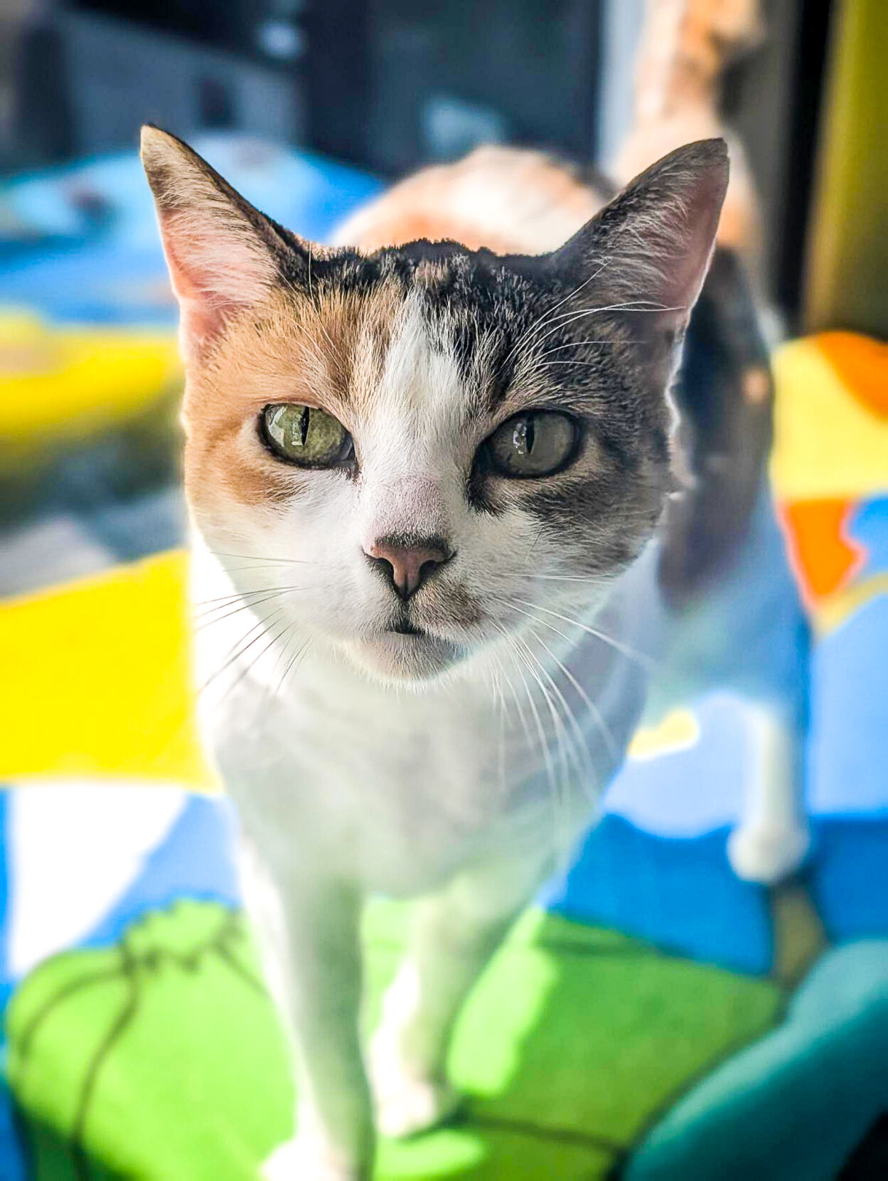Pet of the week: Patches