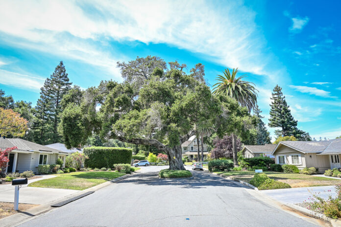 The oak tree is the dominant feature of Rinconada Court.