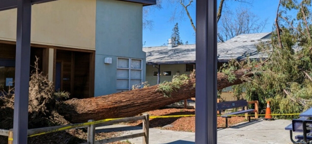 A redwood tree came crashing down at Oak Avenue School Tuesday, injuring a student.