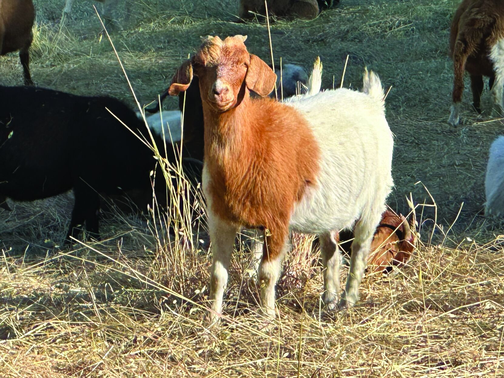 A grazing goat strikes a pose.