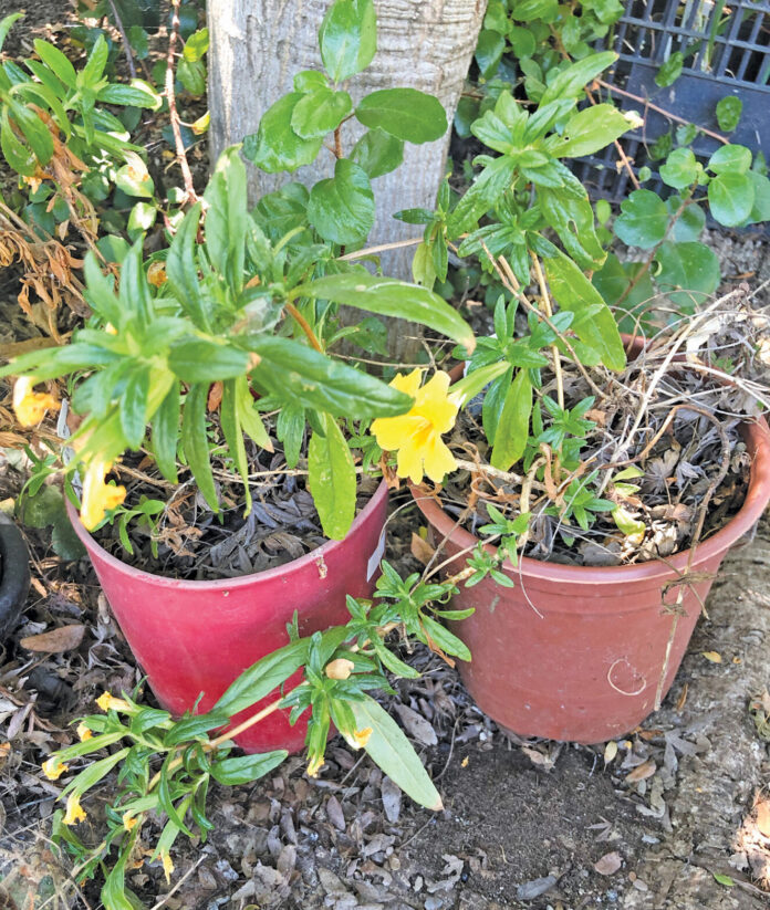 For those plants that did not get planted before summer, keeping them in pots all summer is an option. These monkeyflowers in pots are in a sheltered spot with dappled morning sun, and they receive regular watering.