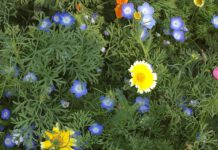 Add a little garden diversity with native wildflowers