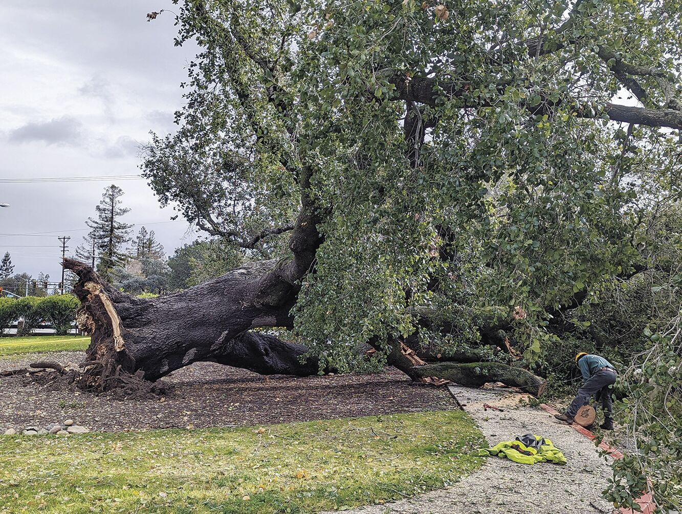 The atmospheric river barrage of January 2023 was too much for this beloved oak tree in front of the United Methodist Church sanctuary. It finally dropped Jan. 10, eliciting sadness among church community members. The tree has been with the church since its founding in 1950.