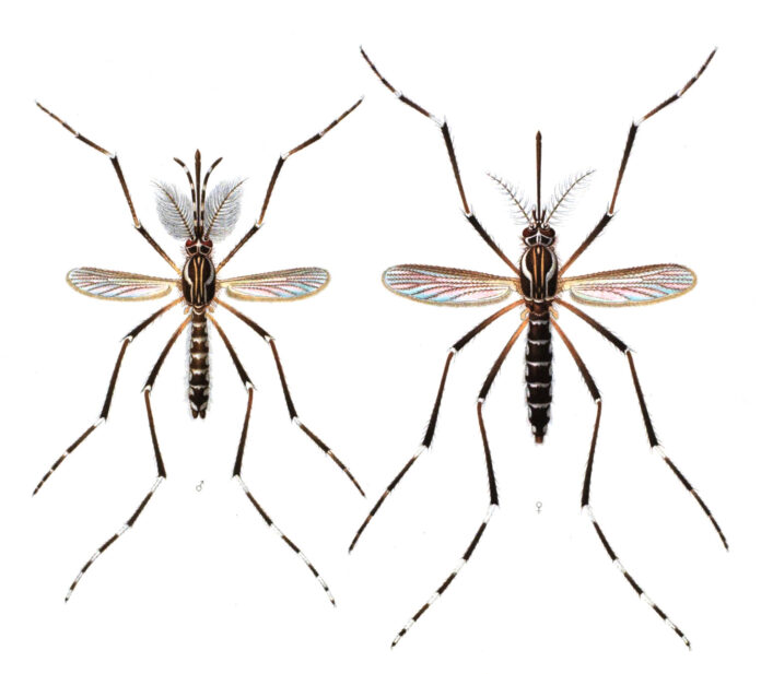 Colour print of the yellow fever or dengue mosquito Aedes aegypti.