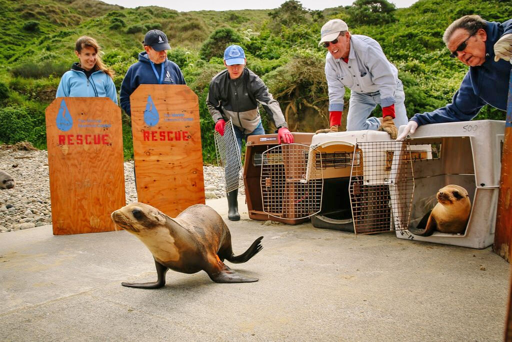 Sea lions are released back into the wild after successful efforts by the Marine Mammal Center.
