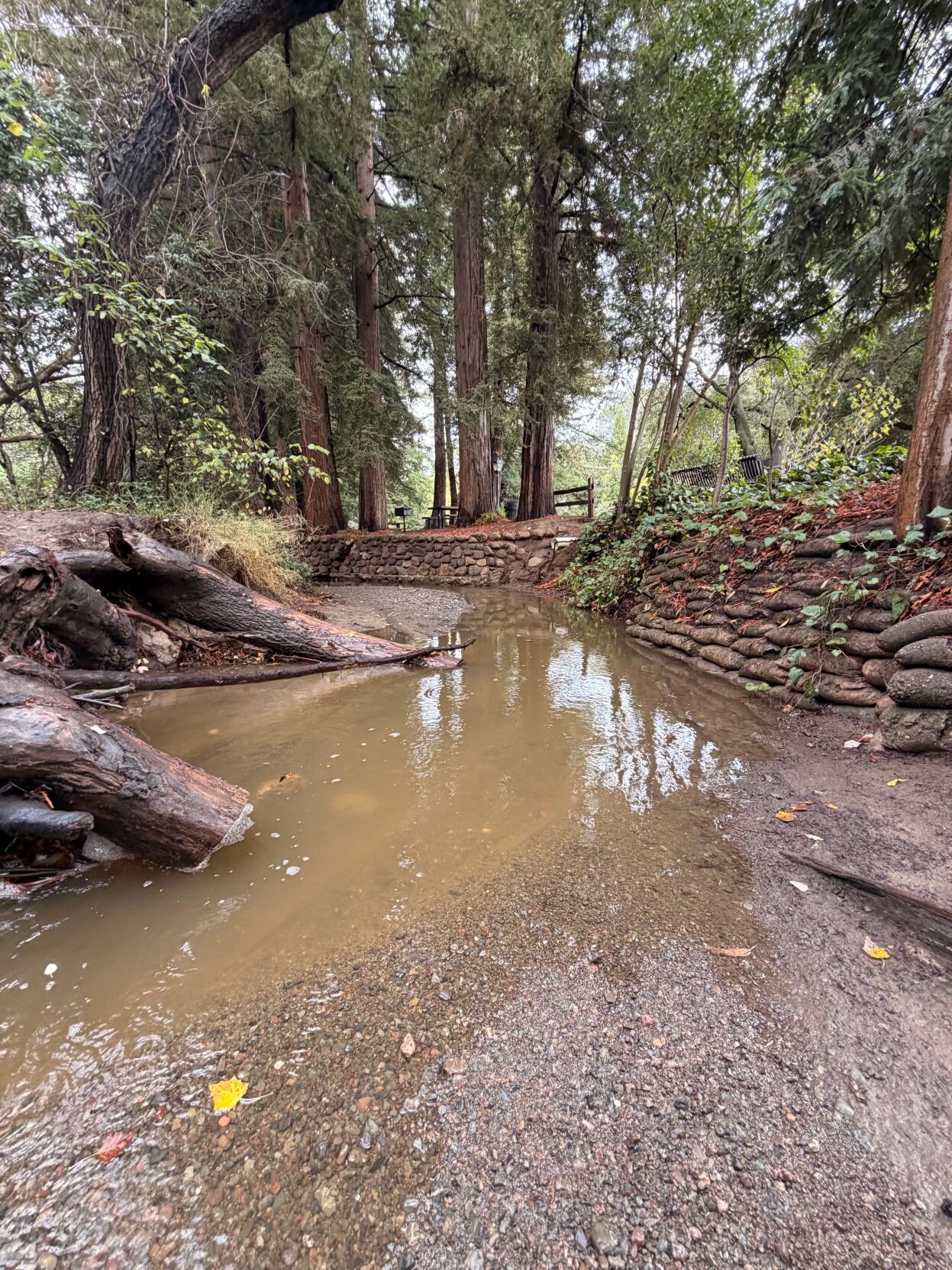 Adobe Creek in Los Altos’ Shoup Park had water in it after the weekend’s rain.