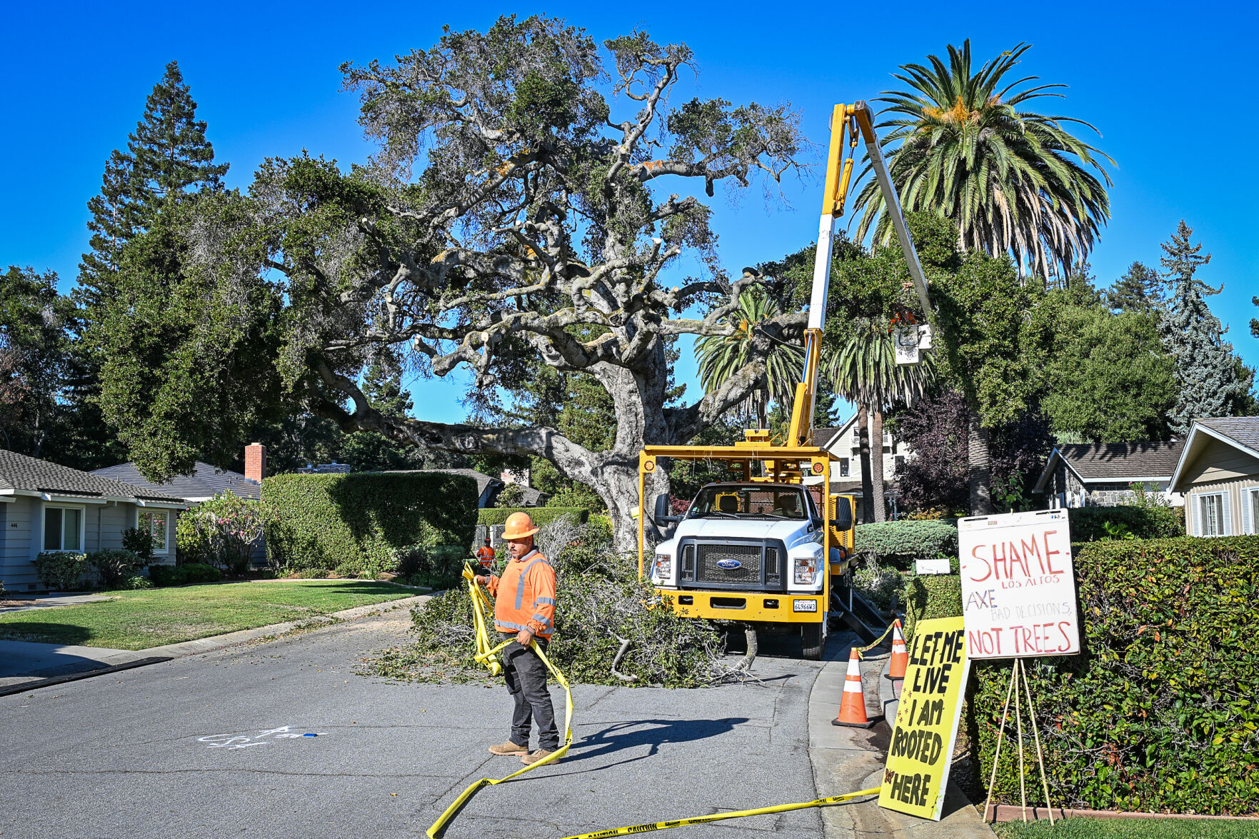 Beloved Rinconada Court oak taken down