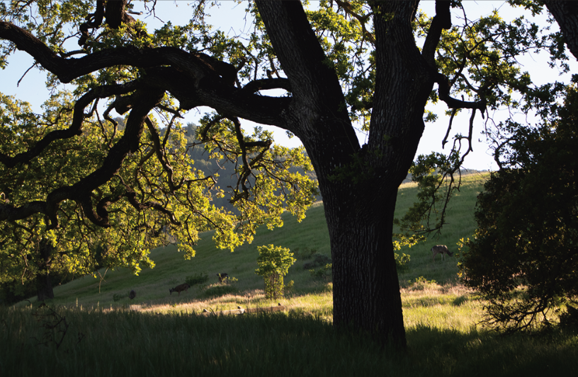 The Los Altos-based Midpeninsula Regional Open Space District is introducing a new interactive trail app to provide information about the district’s trails and preserves, such as Rancho San Antonio.